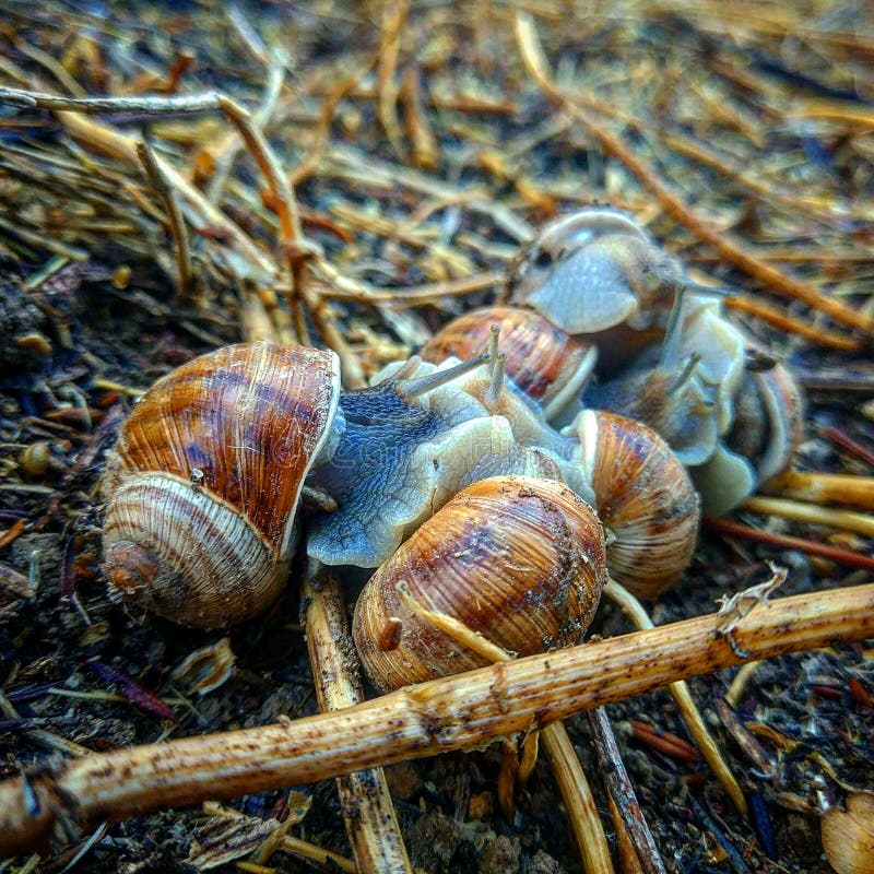 Snails stock image. Image of israel, snails, winter 104523961