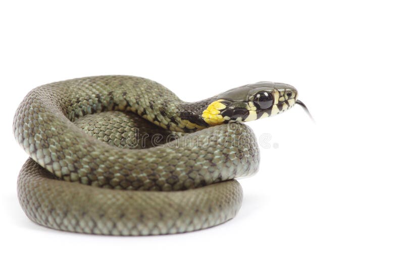 Serpiente aislado sobre fondo blanco.