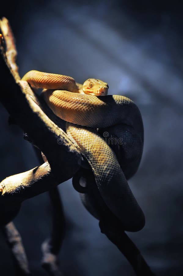 Snake royalty free stock image Snake royalty free stock image
