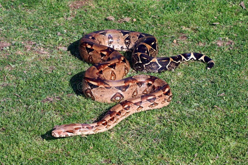 Krásne hnedý had posuvné na tráve.