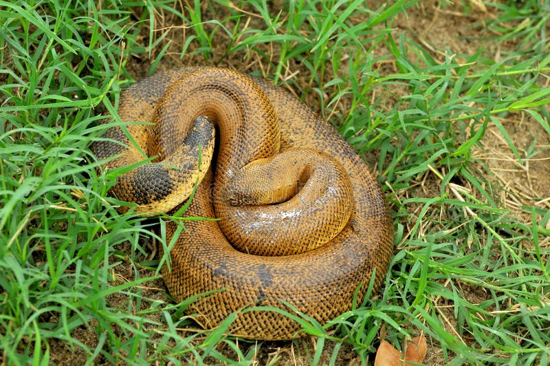 Snake royalty free stock photos