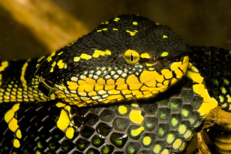 Black Bush Viper Atheris Squamigera Stock Photo by ©REPTILES4ALL