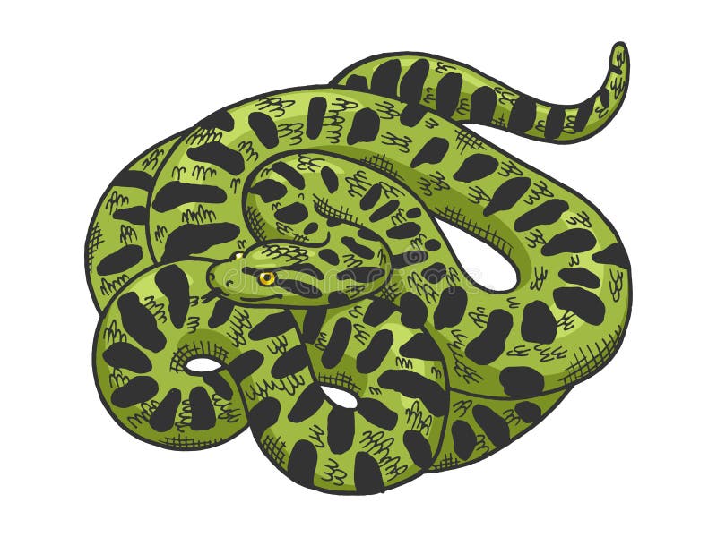 Snake Anaconda Animal Sketch Vector Illustration Stock Illustration -  Illustration of cartoon, color: 207337500