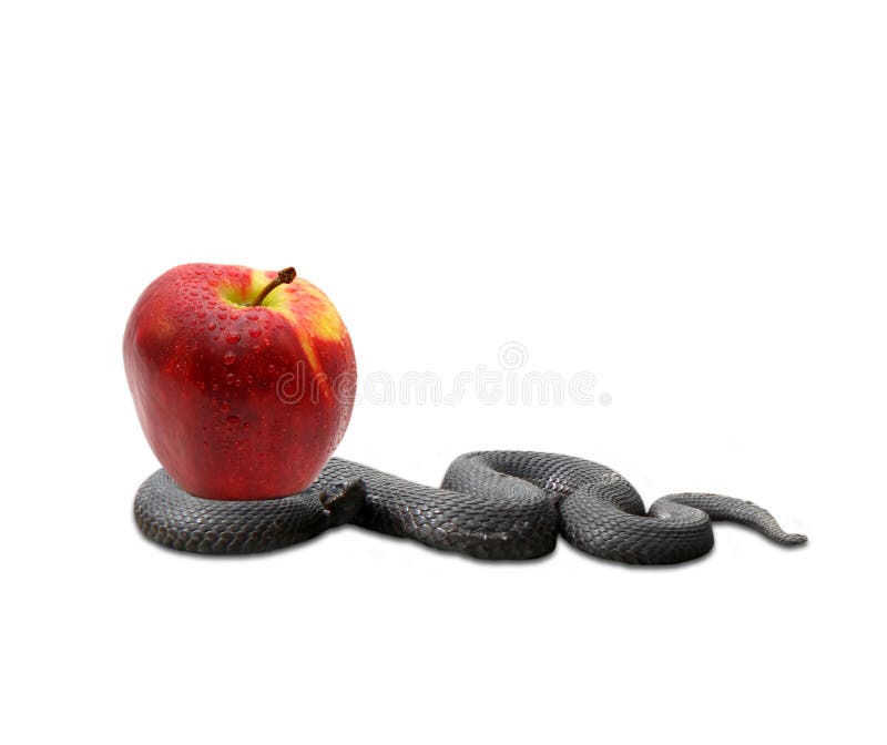 Snake and an apple stock photography