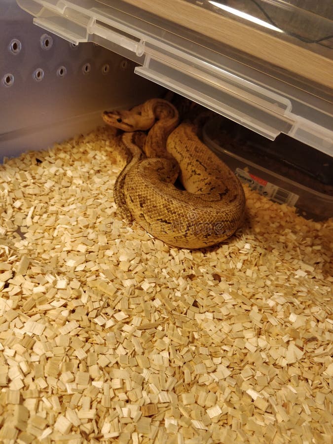 A small ball python snake soaking in a tub of water Stock Photo - Alamy