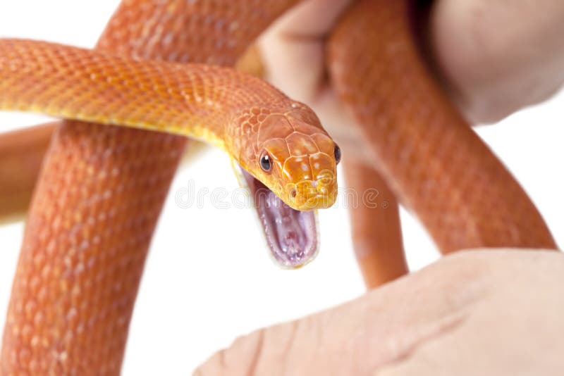 Snake Biting / Atheris Nitschei Stock Image - Image of reptiles, bite