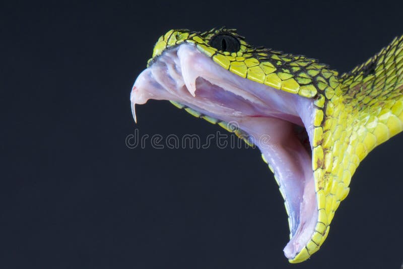 Snake biting / Atheris nitschei