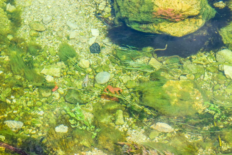 The river bottom stock photo. Image of pebble, grand 164543384