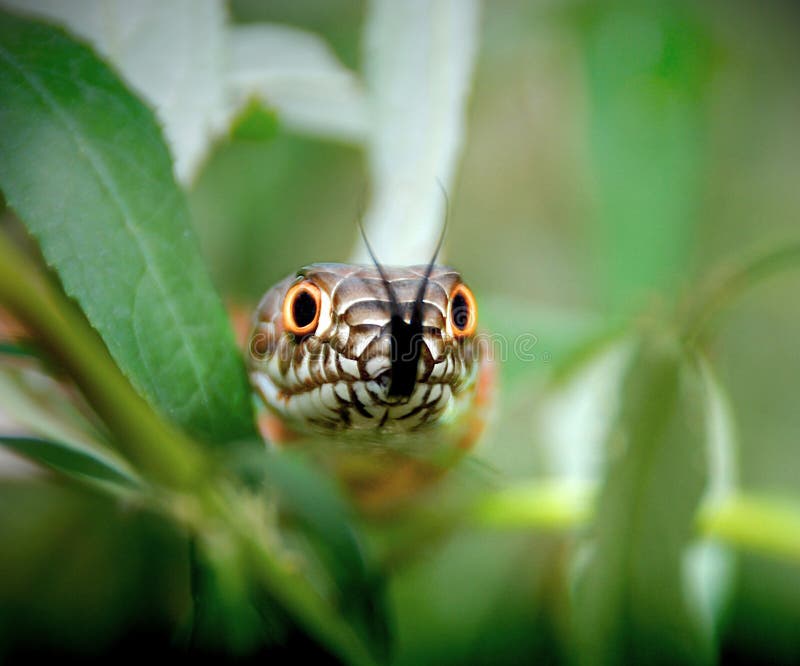 Venenoso serpiente en verde plantas.