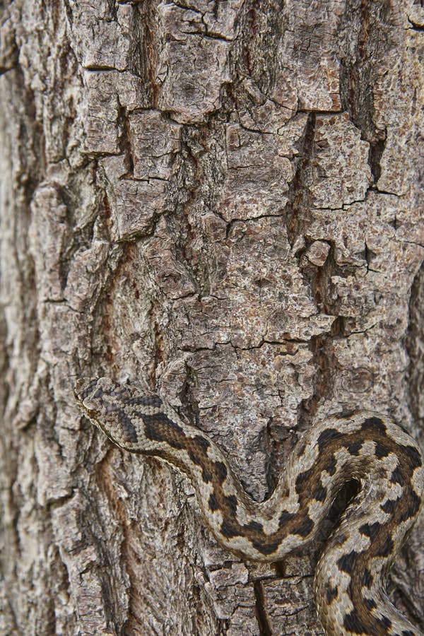 Snake camouflage. Vipera aspis detail on a trunk surface. Vertical stock photography