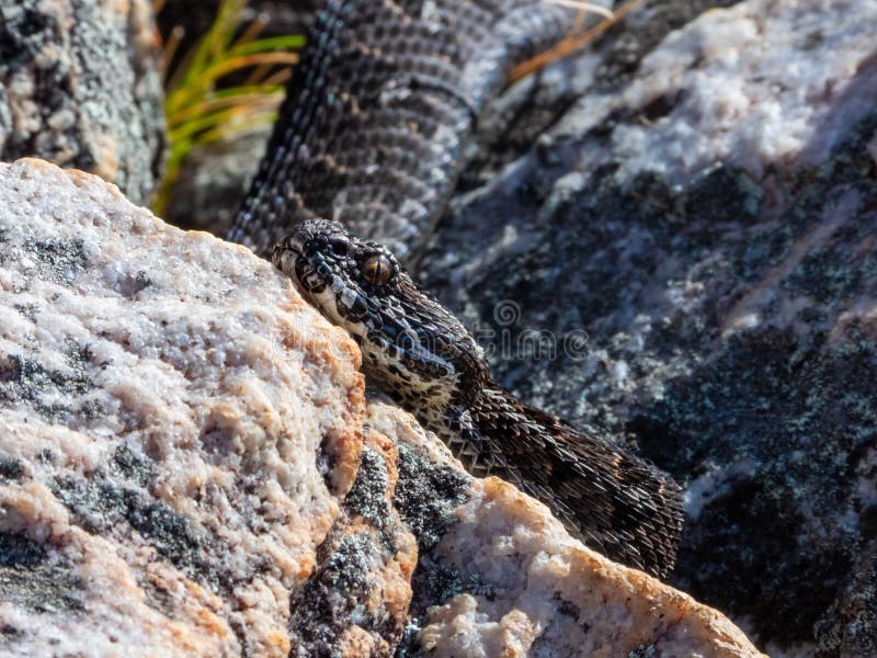 Close-up of a snake camouflaged among rocks in a natural setting, showcasing its intricate scales and patterns.