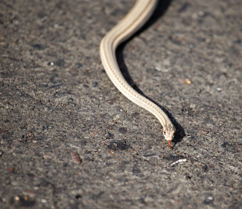 The Snake Crawls Across the Road in the City Stock Image Image of