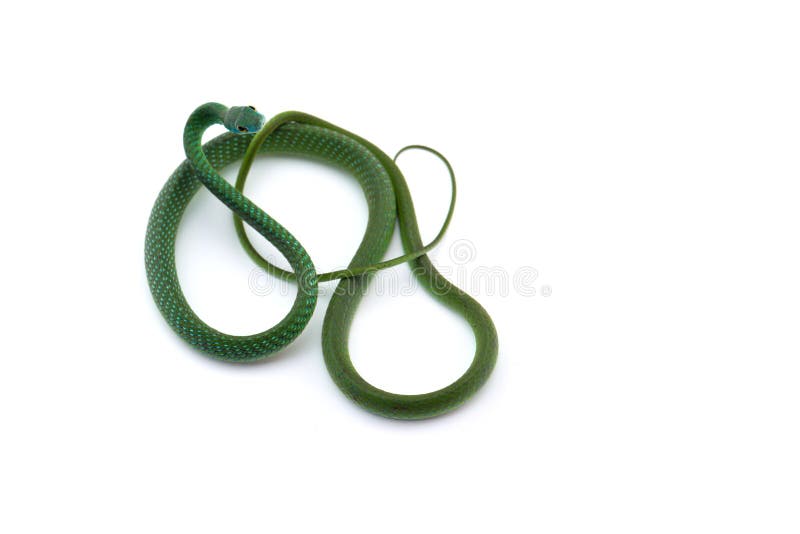 Snake do norte verde Bush isolado em fundo branco foto de stock royalty free Snake do norte verde Bush isolado em fundo branco foto de stock royalty free