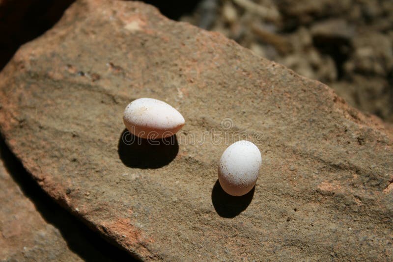 Snake eggs