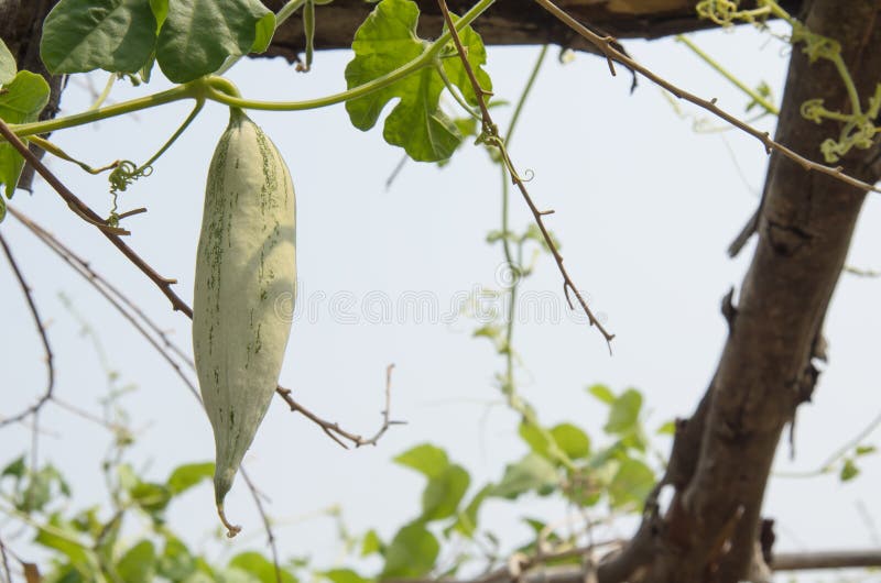 Snake gourd on a vine stock image. Image of food, nature 77401761