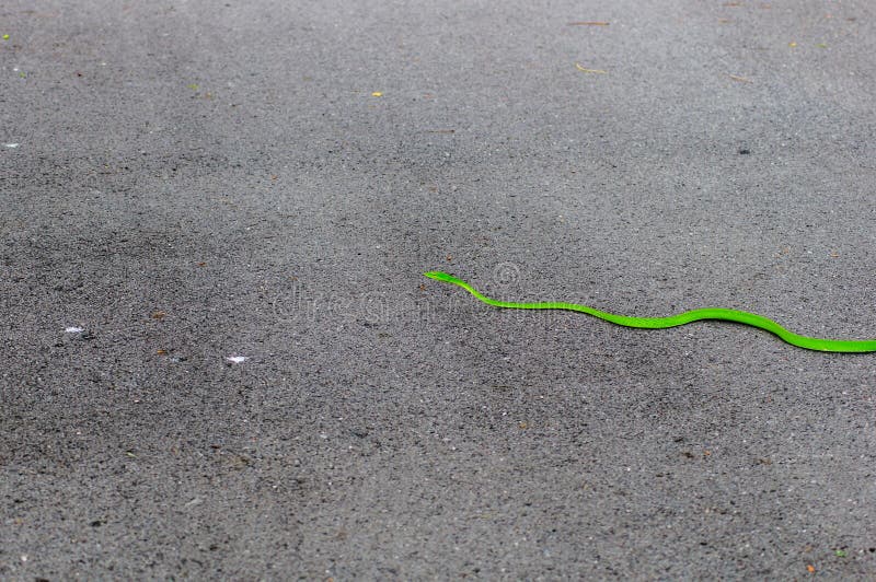 Дорога змейка. Змея цвета асфальта. Маленькая зеленая змея на дороге. Хвост зеленой змеи. Змея цвета бензина.