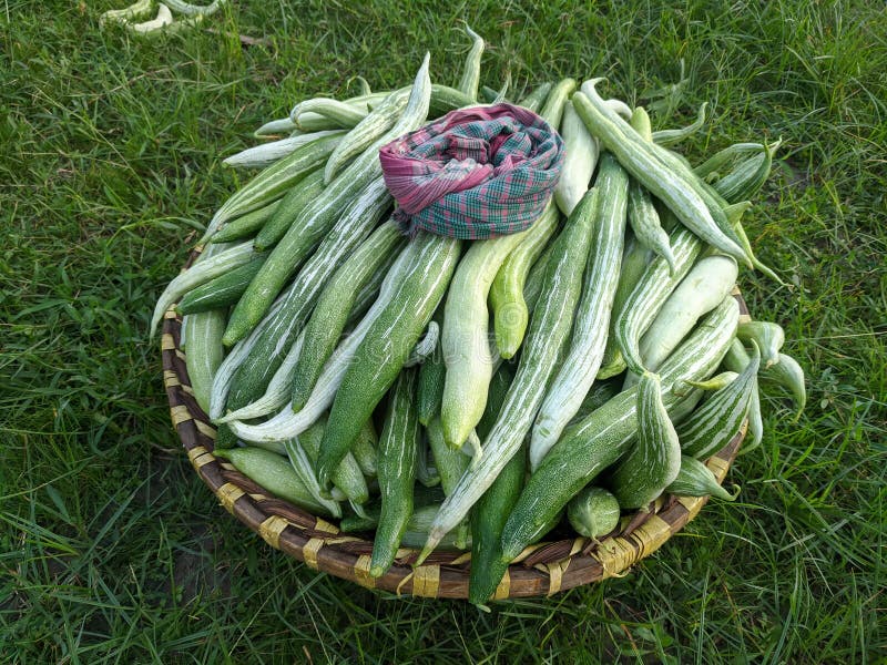 Snake groud busket on grass field