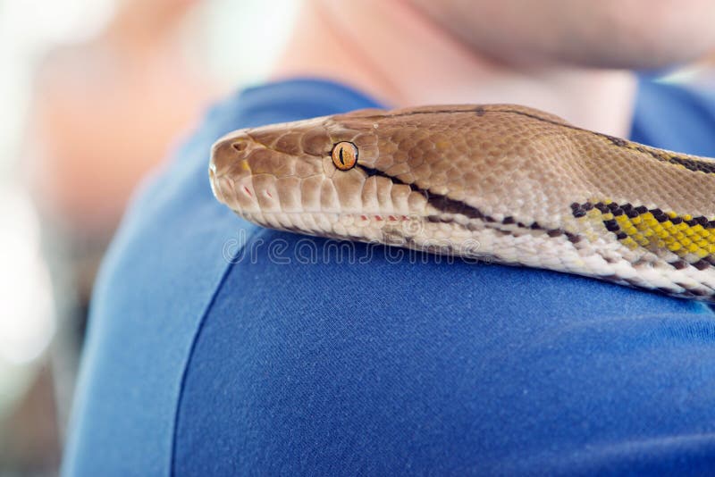 Snake on my Shoulder stock photo. Image of hold, explore ...