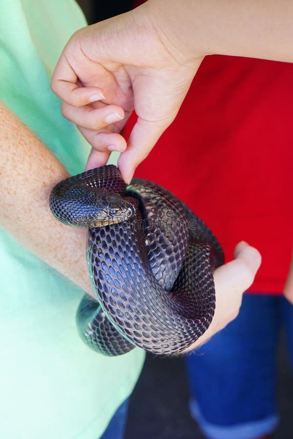 Ребенок держит змею. Holding a Snake.