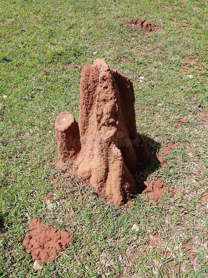 Snake House Made Up of Red Colored Mud or Soil Stock Photo Image of