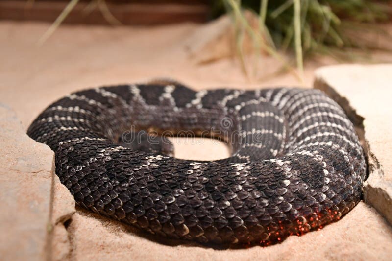 A Snake in its Habitat stock image. Image of habitat 273073689