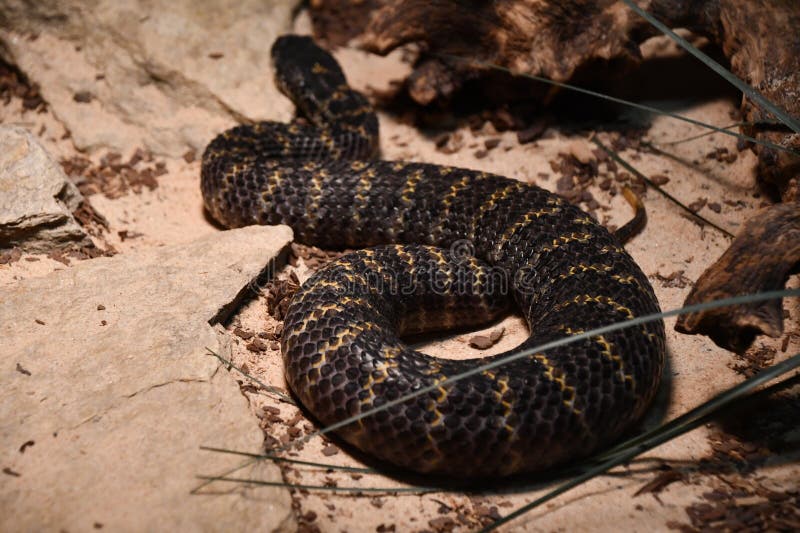 A Snake in its Habitat stock image. Image of animal 273073699