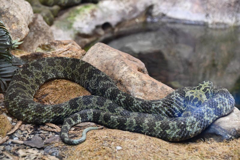 A Snake in Its Habitat stock photo. Image of habitat 275864172