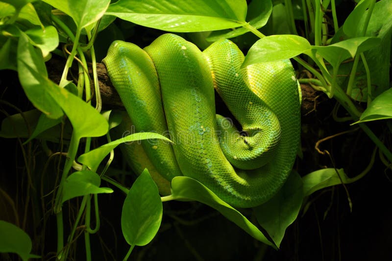 Snake in jungle stock images
