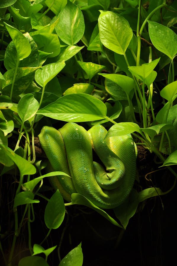 Snake in jungle royalty free stock photo