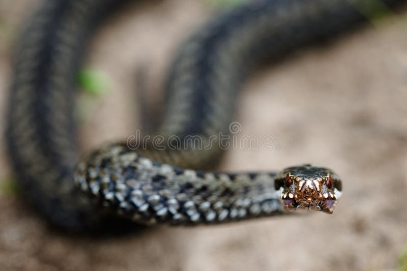 Menacing pose hi-res stock photography and images - Alamy