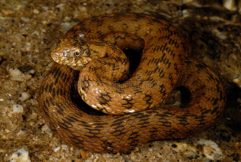 Snake Natrix maura in Alpedrete, Madrid, Spain