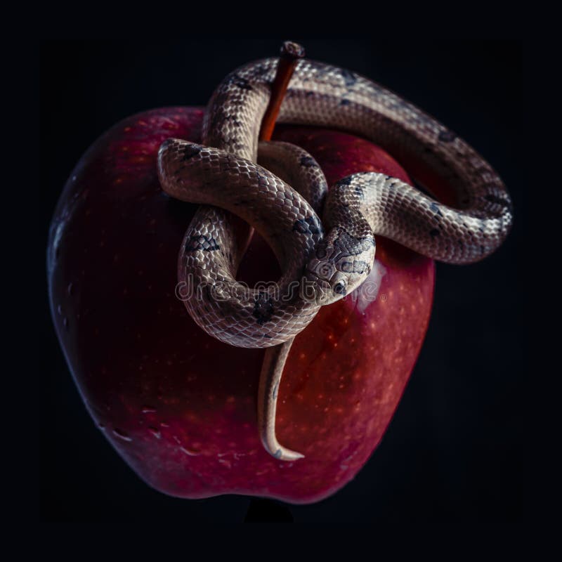 A snake over an apple stock image