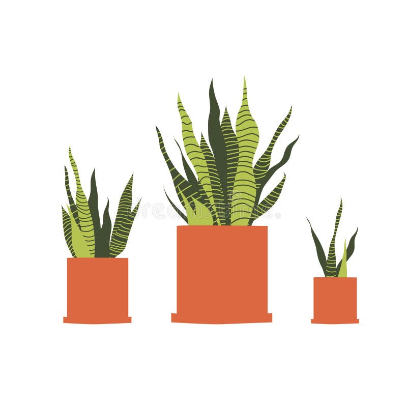 Sansevieria Home Plant in Pot Isolated on White Background. Vector Sketch  Illustration in Realistic Style Stock Vector - Illustration of flowerpot,  home: 182699929