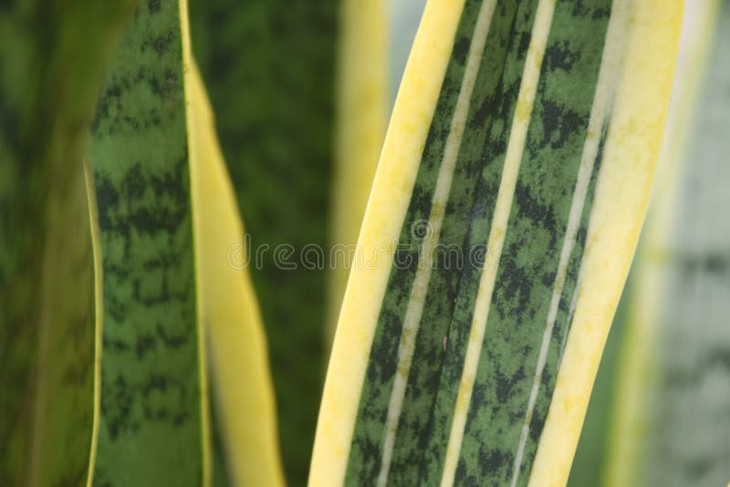 Snake Plant in Garden. House Plant Concept. Stock Image Image of