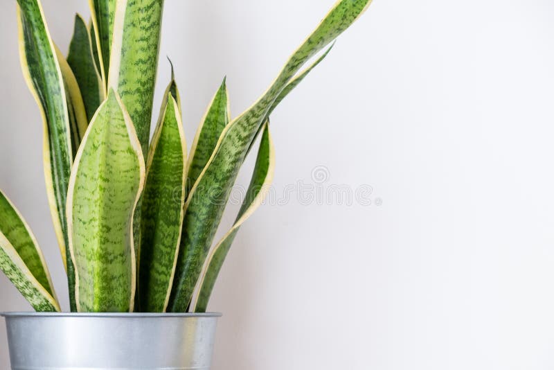 Snake plant,indoor houseplant on wall room decor. Snake plant,indoor plant, houseplant on white cement wall room decor stock image