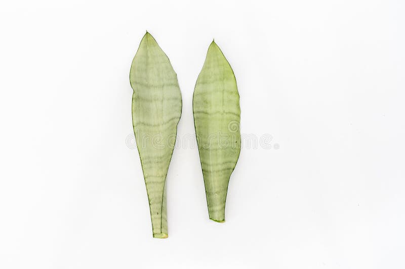 Snake Plant Leaves on White Background High Angle View Stock Image
