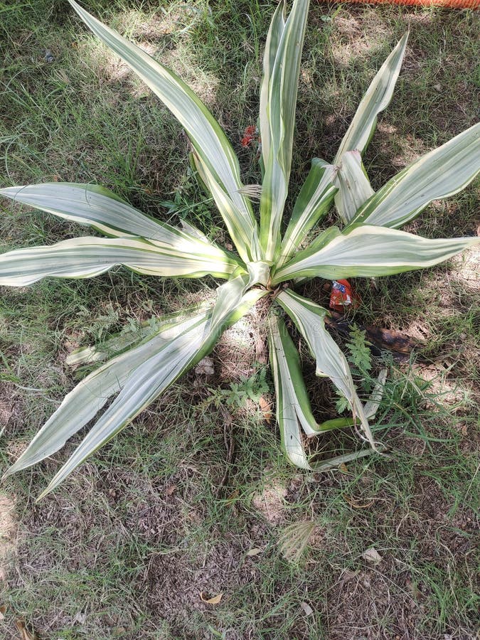 Snake Plant In Solar Plant In Rajasthan India Stock Image Image Of snake-plant-in-solar-plant-in-rajasthan-india-stock-image-image-of
