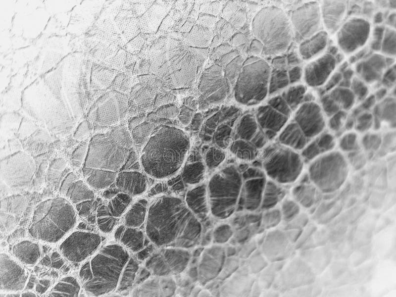 Snake Reptile Skin and Scales