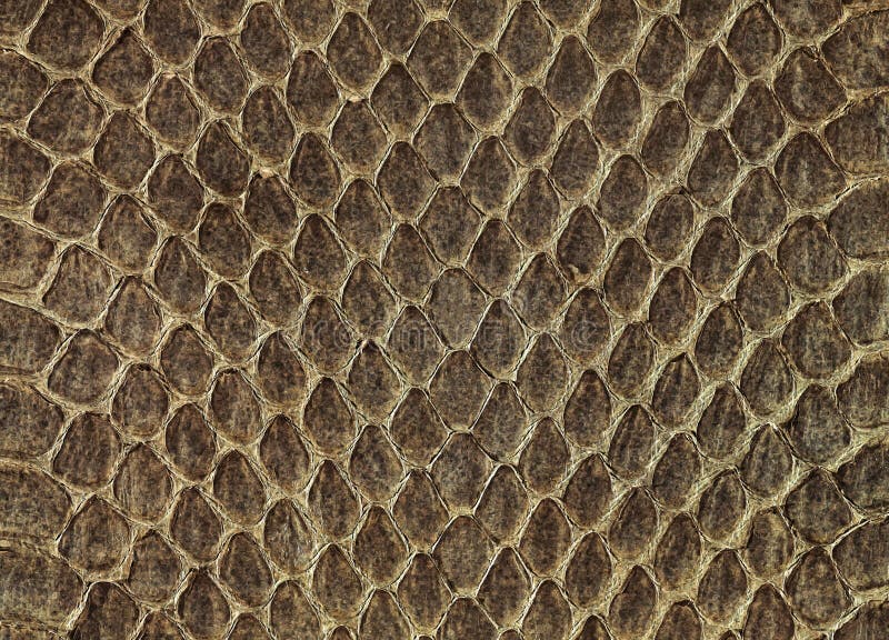Snake skin stock images