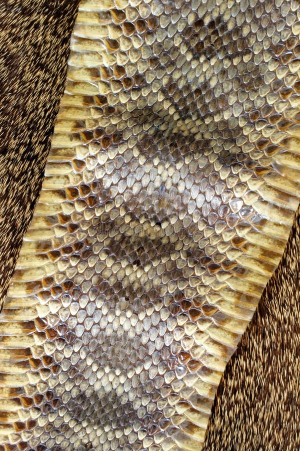 Snake Skin