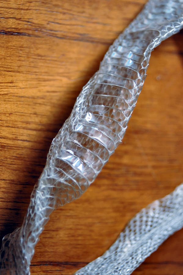 Snake skin shed stock photo. Image of scale, natural 