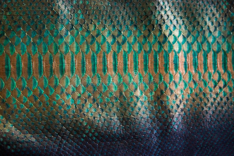 617 Green Snake Skin Wallpaper Stock Photos - Free & Royalty-Free Stock ...