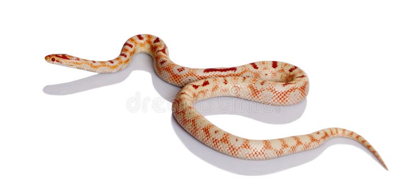 Snake slithering in front of white background