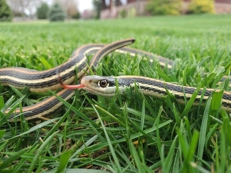 A snake slithering in the grass