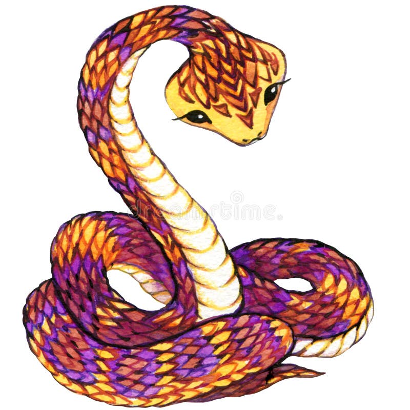 Snake. Snake watercolor. stock illustration. Illustration of ophidian -  68640858
