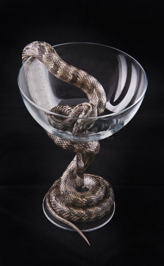 Snake is twined around the glass cup on black