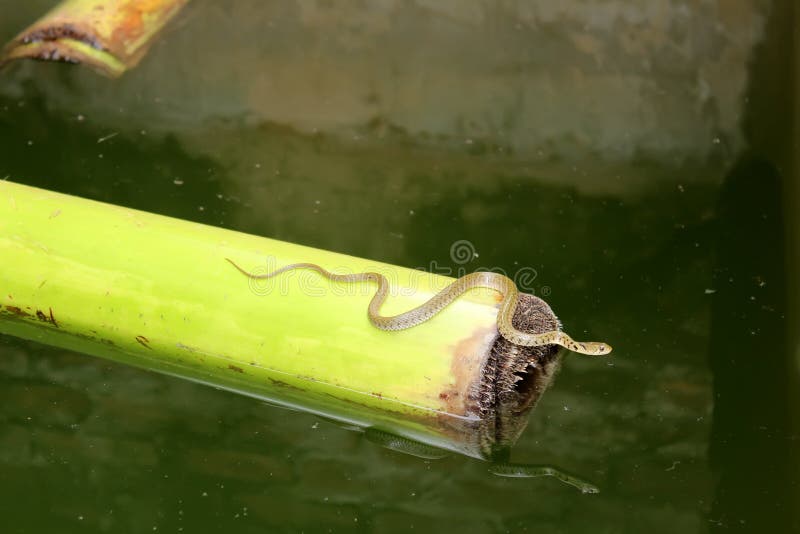 Snake in the water stock photo. Image of reptile, dangerous 34792880