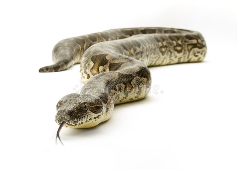 Snake on White
