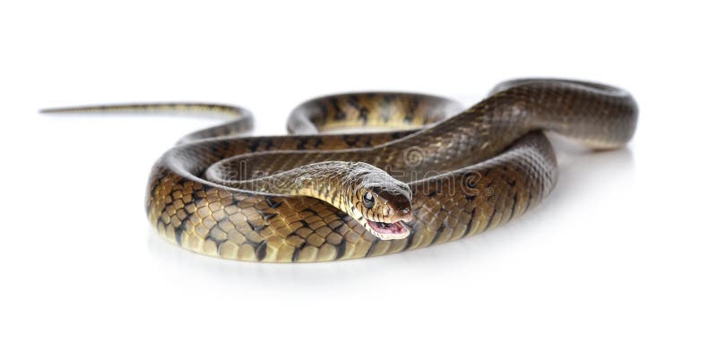 Snake on white background stock photo. Image of black - 168267466