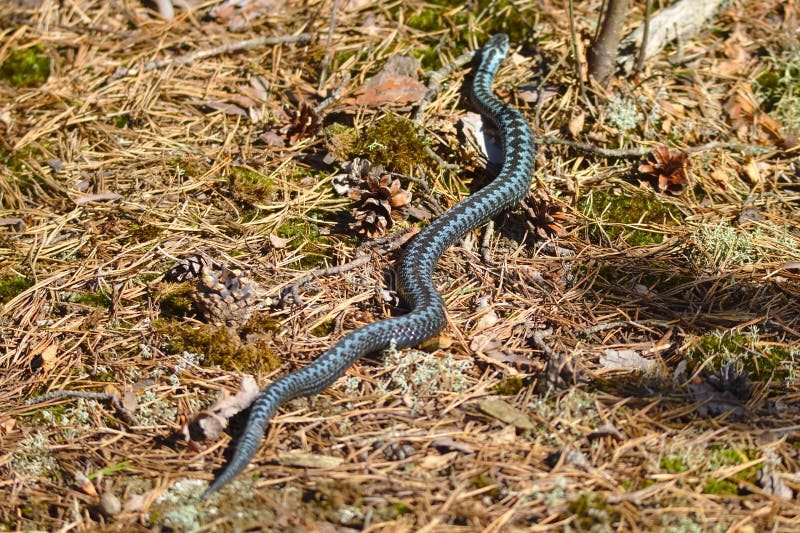 Snake in the woods stock photo. Image of park, green 146847402